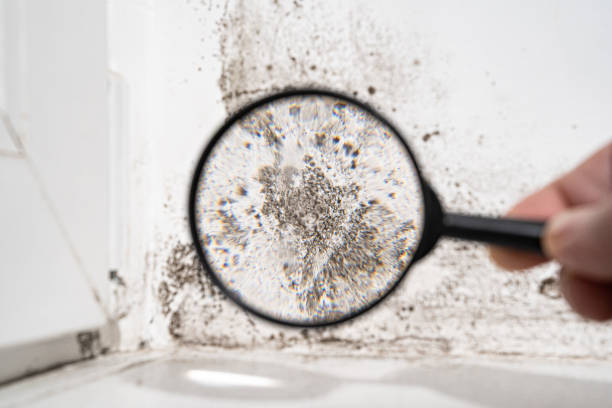 Why You Should Choose Our Mold Remediation Services in Viera East, FL